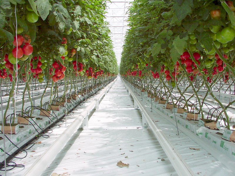 Tomates hydroponiques